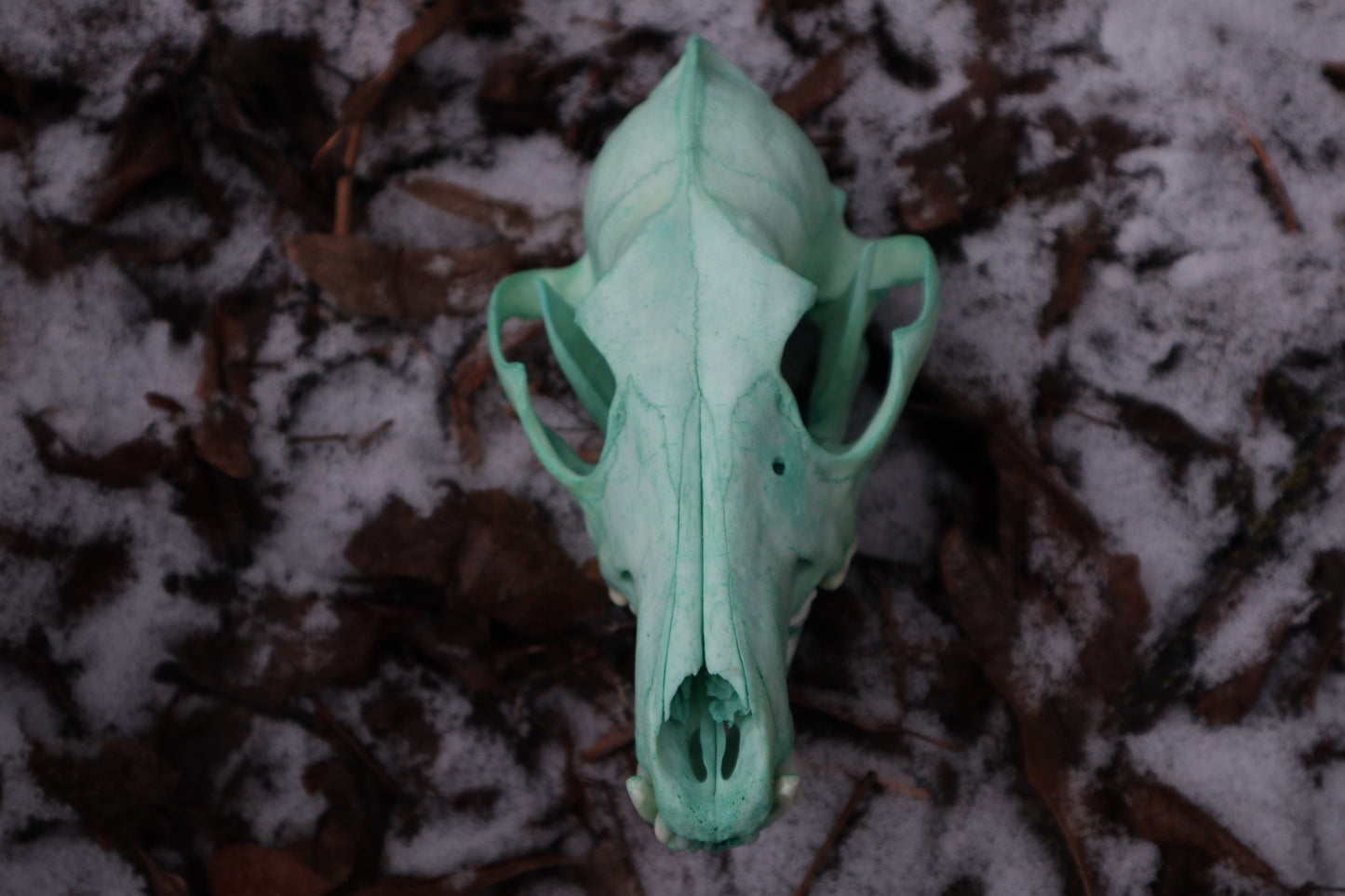 Reserved for Brandon - Blue Copper Coyote Skull