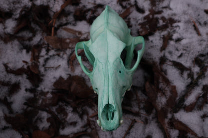 Reserved for Brandon - Blue Copper Coyote Skull