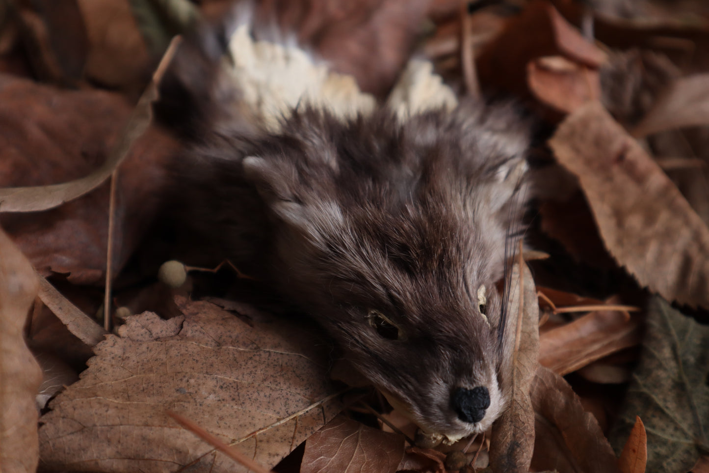 Reserved for Amber - Craft Pine Marten Face