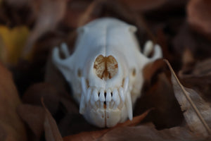 Red Fox Skull