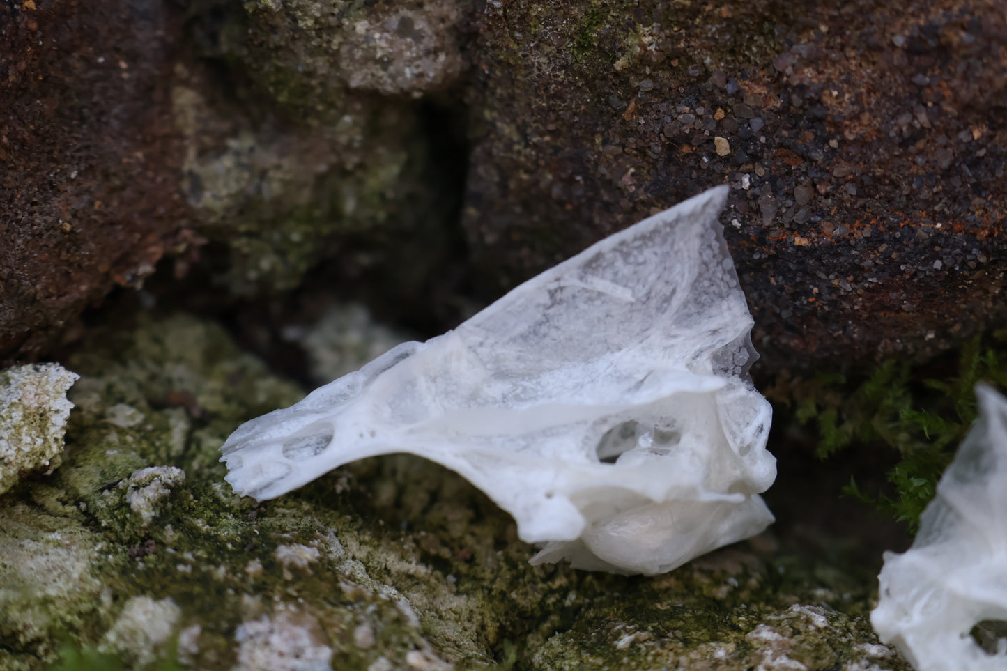 Reserved for Karen - Bream Fish Skull Lot