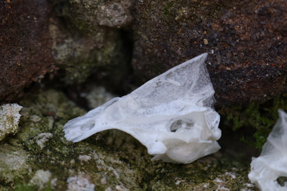 Reserved for Karen - Bream Fish Skull Lot