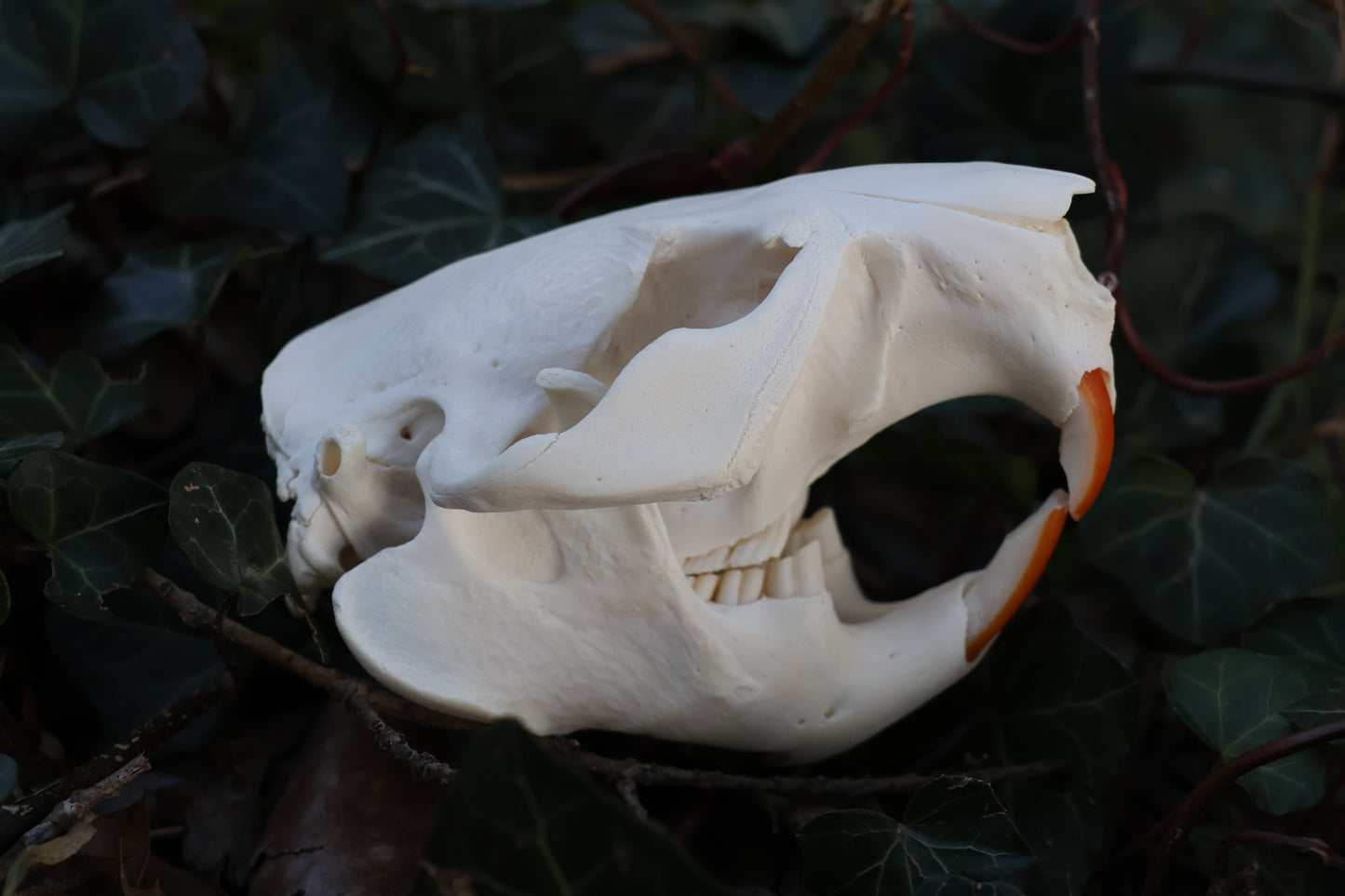Reserved for Jessie - Beaver Skull