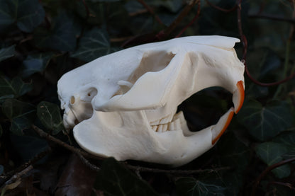 Reserved for Jessie - Beaver Skull