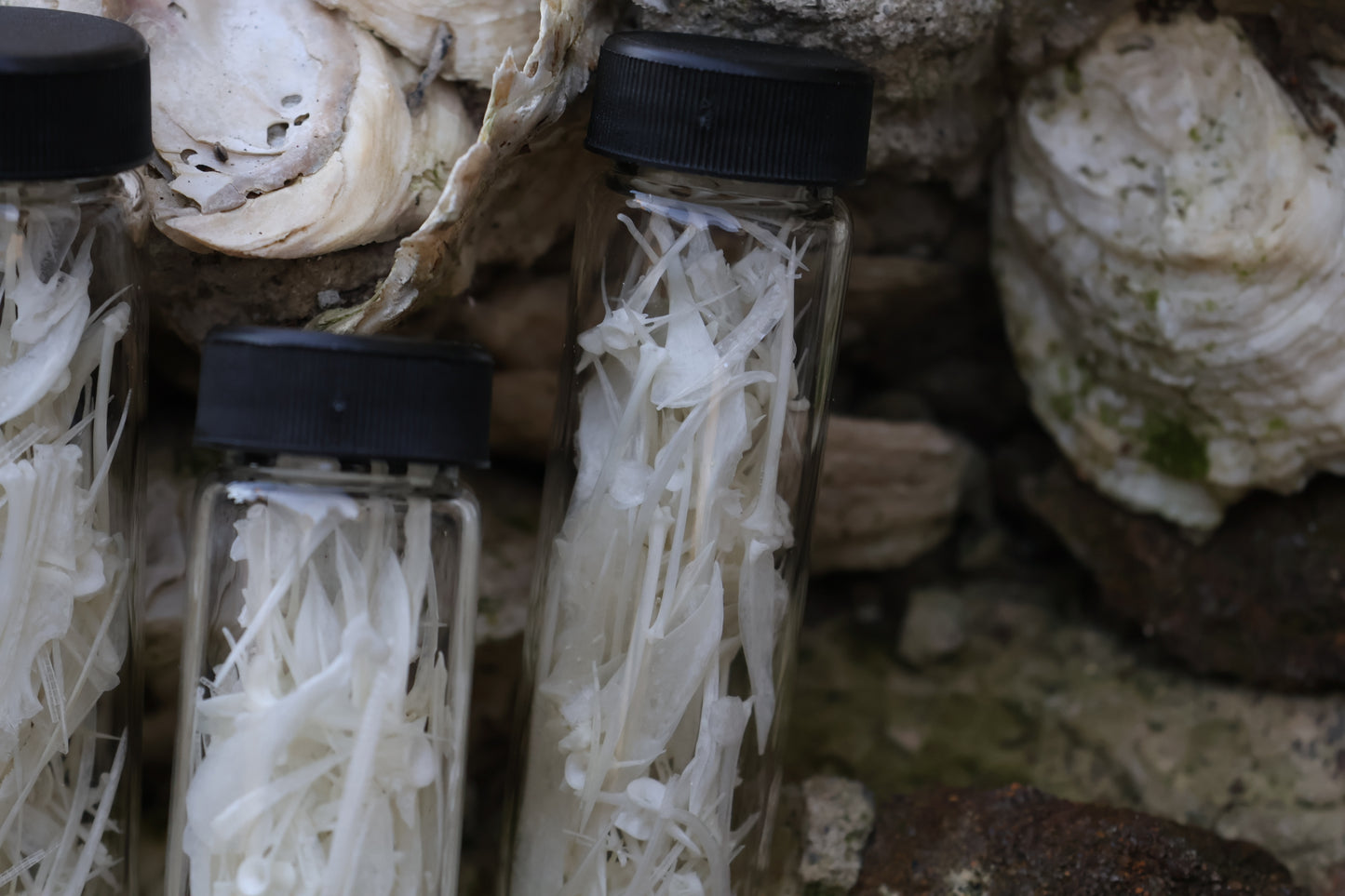 Bream Fish Bones Lot