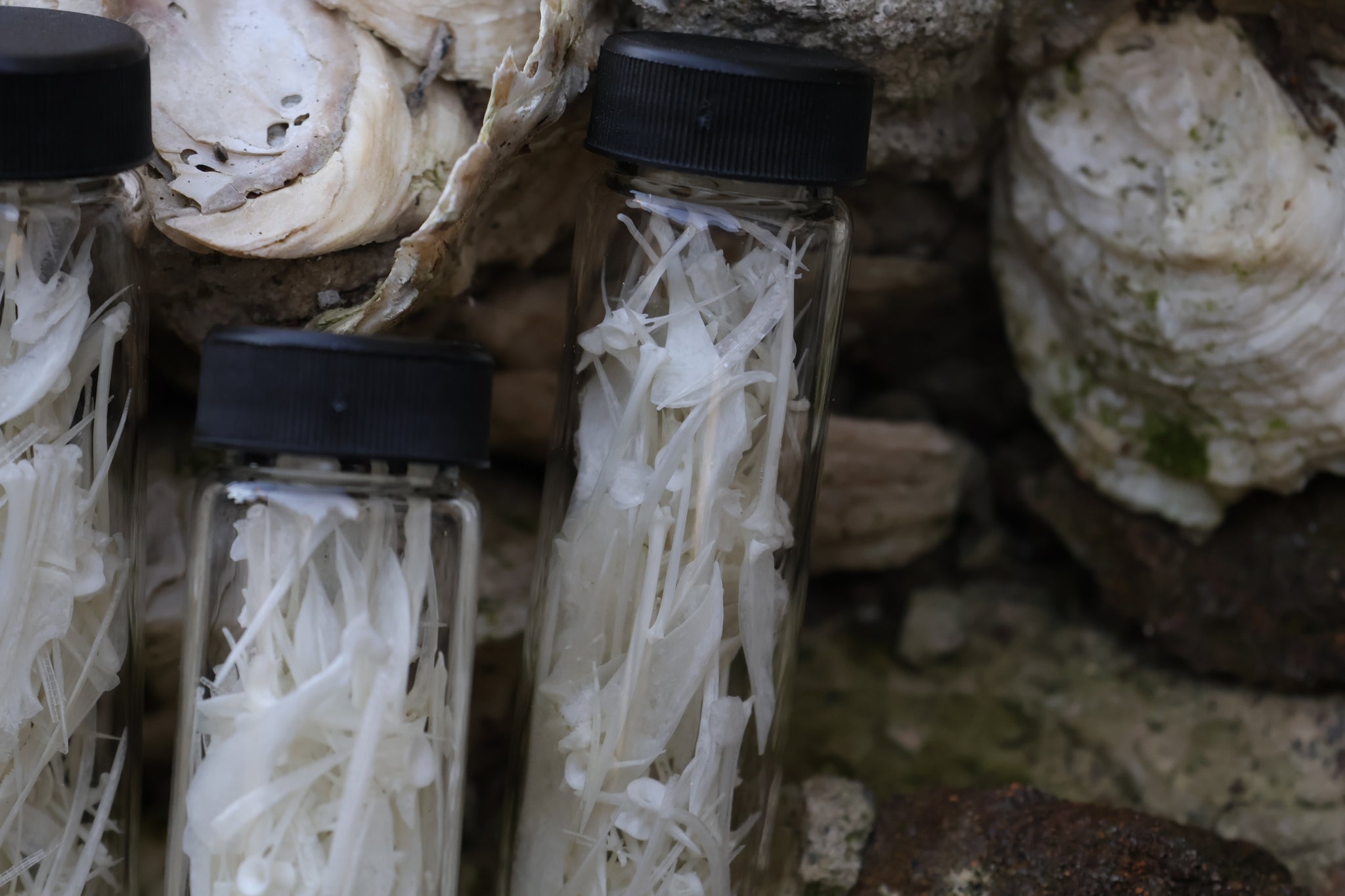 Bream Fish Bones Lot