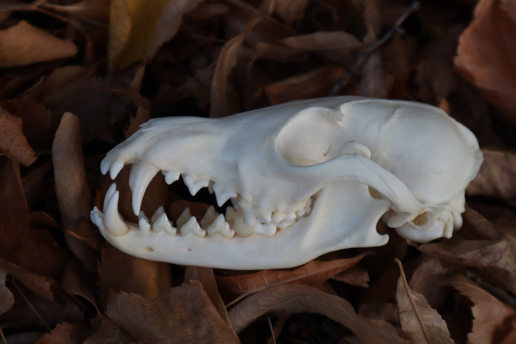 Red Fox Skull