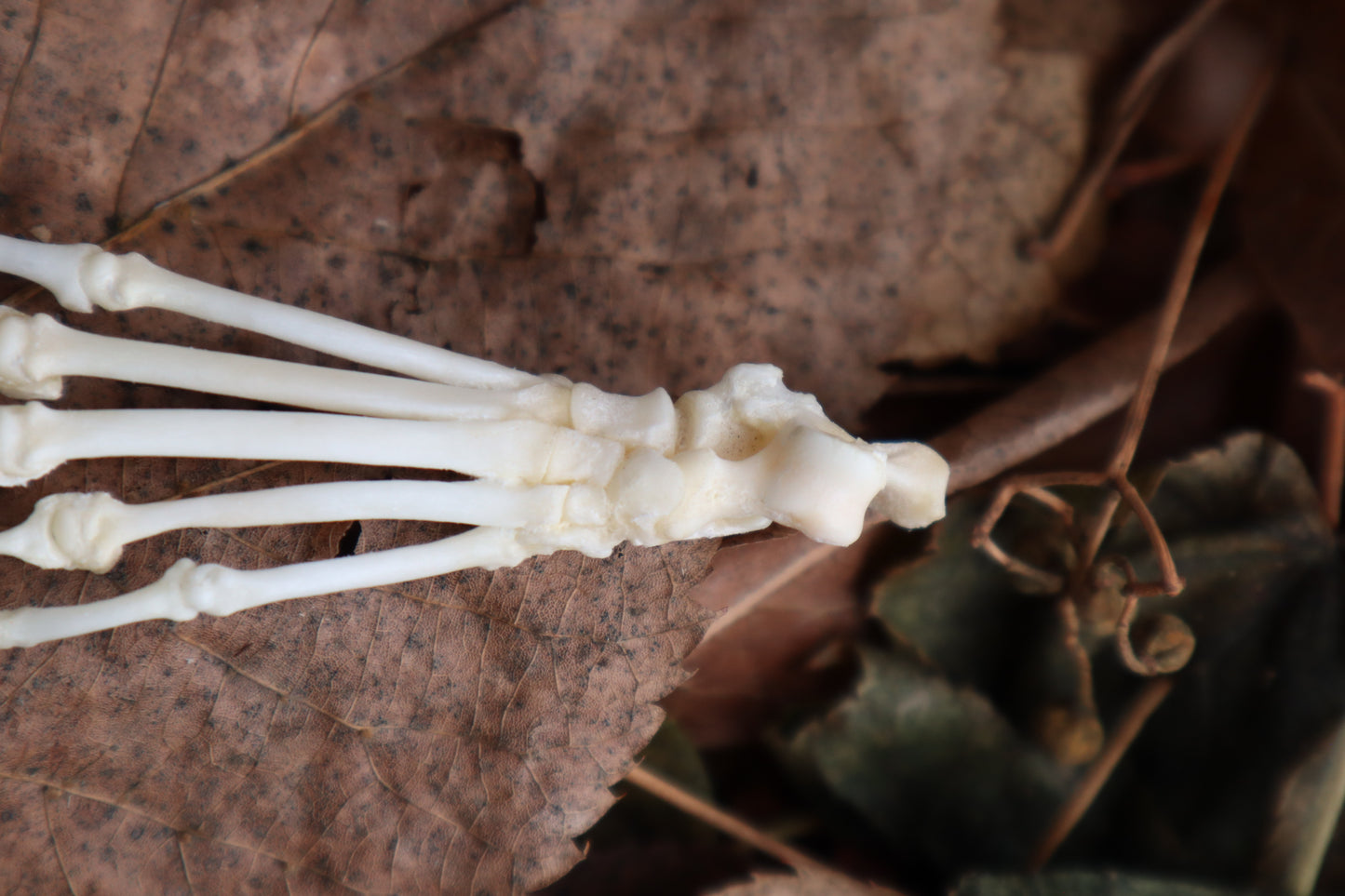 Pathological Pine Marten Paw Articulation