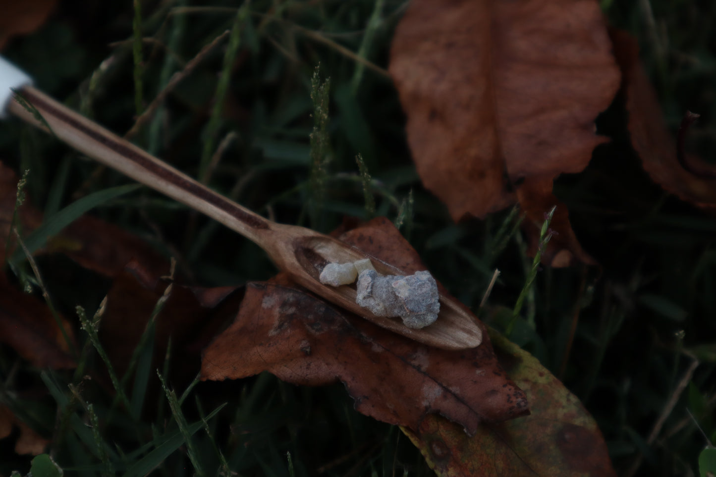 Black Walnut and Bobcat Humerus Offering Spoon