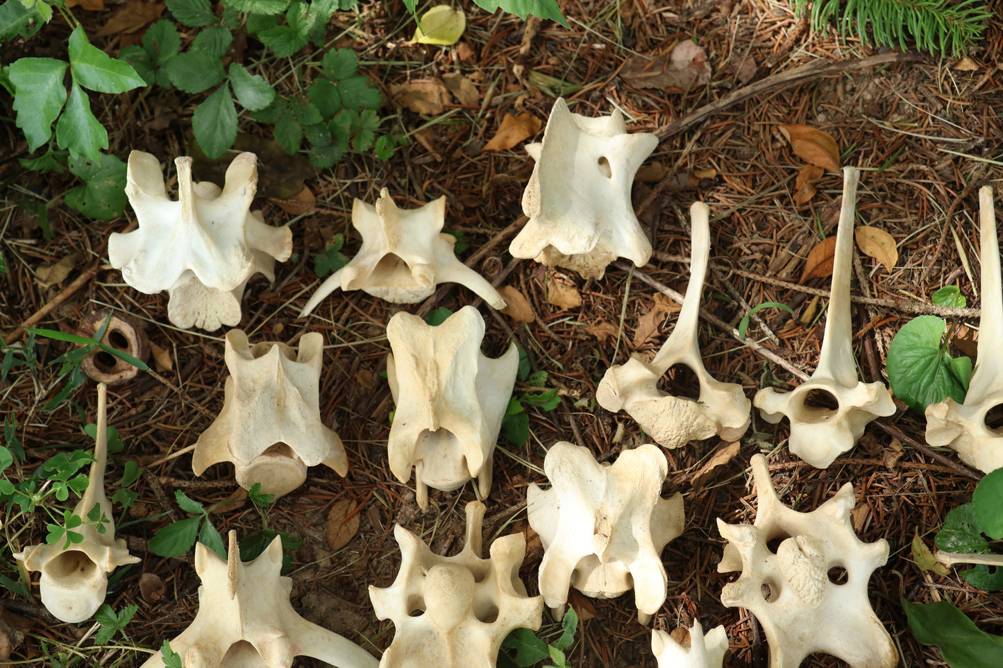 27 Whitetail Deer Vertebrae Lot