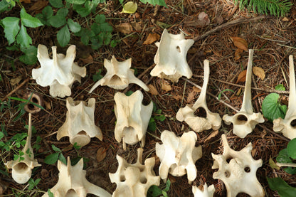 27 Whitetail Deer Vertebrae Lot