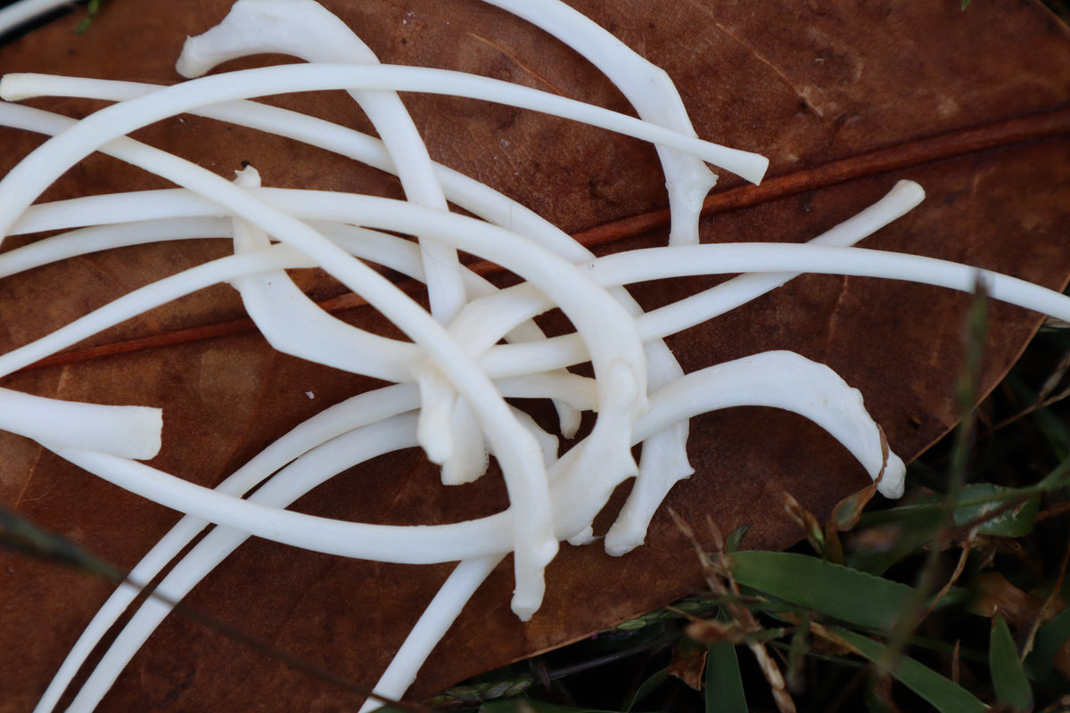 Black Cat Ribs - Set of Three – Freyja's Forest