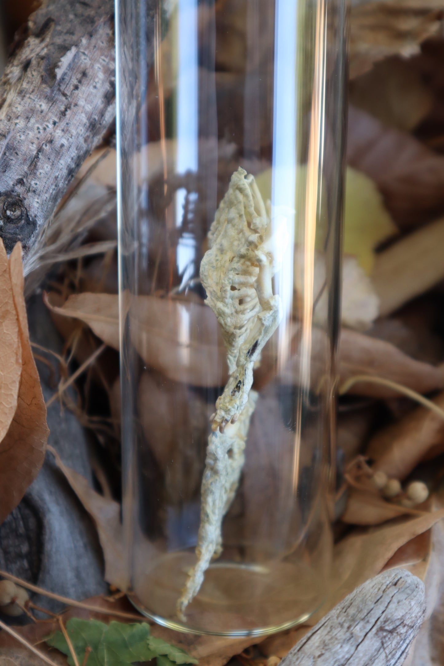 Fetal Beaver Skeleton