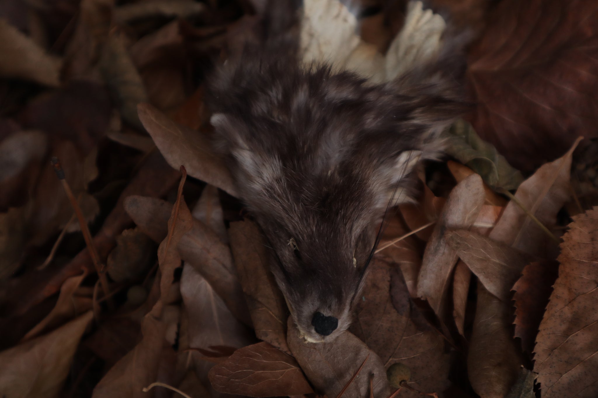 Reserved for Amber - Craft Pine Marten Face