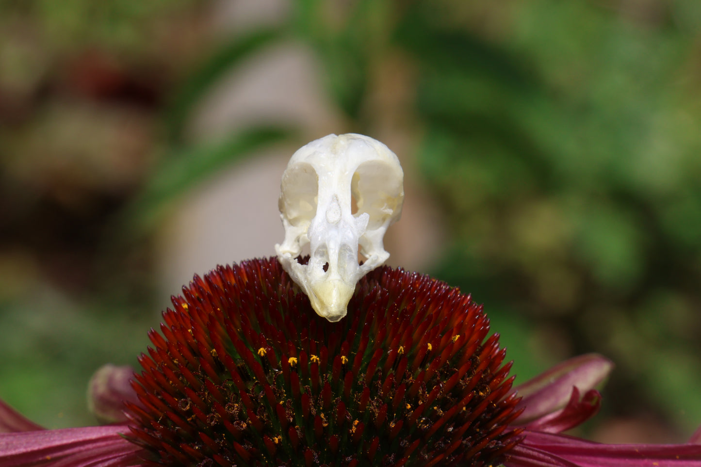 Reserved for Amber - Baby Chick Skulls