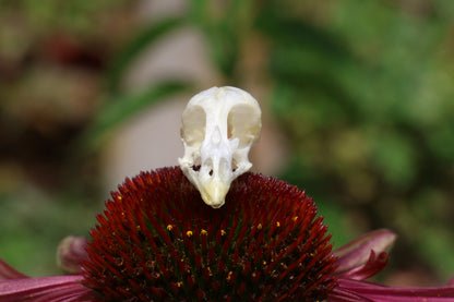 Reserved for Amber - Baby Chick Skulls