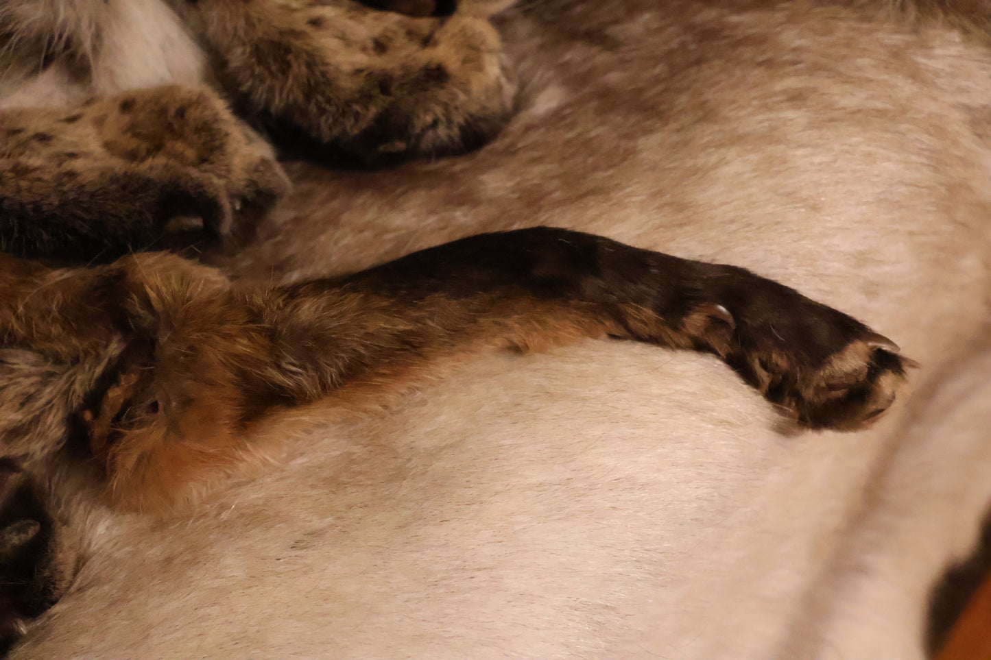 Dry Preserved Red Fox Arm