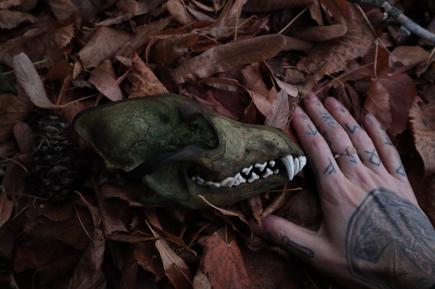Reserved for Sev - Ancient Grove Coyote Skull
