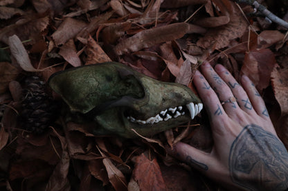 Reserved for Sev - Ancient Grove Coyote Skull
