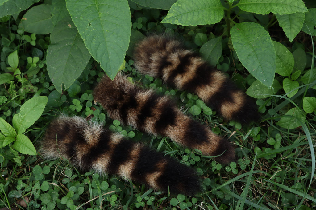 Raccoon Tail