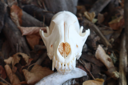 Reserved for Amberley - Coyote Skull