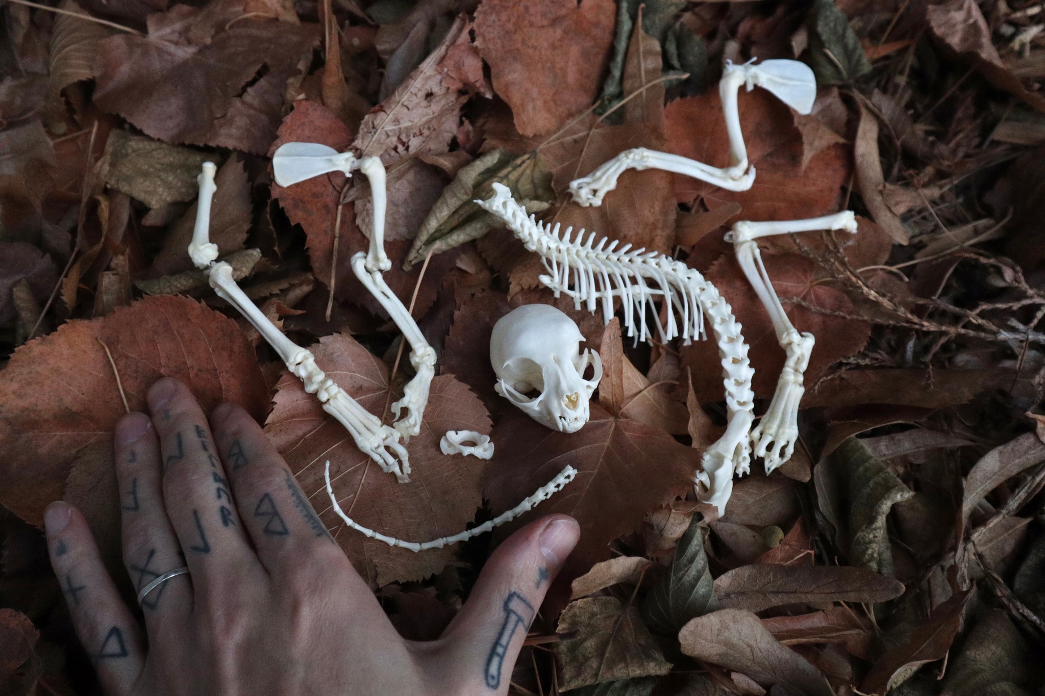 Kitten Skeleton