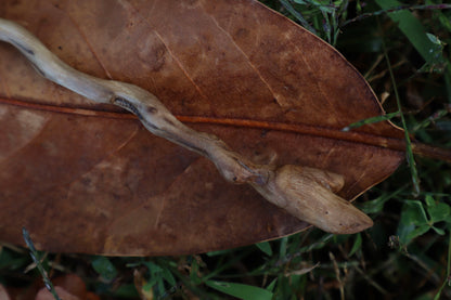 Black Walnut and Kitten Femur Offering Spoon