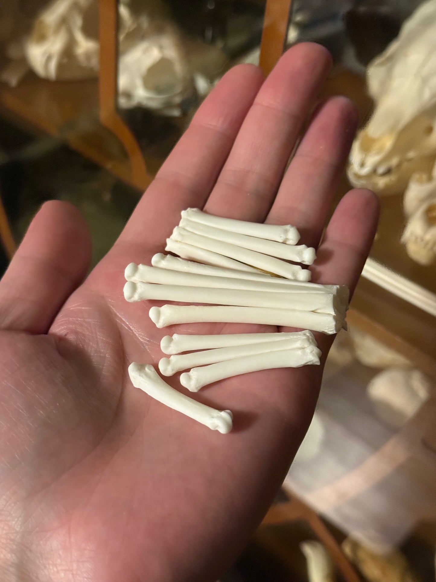 Reserved for Karen - Craft Red Fox Bone Lot