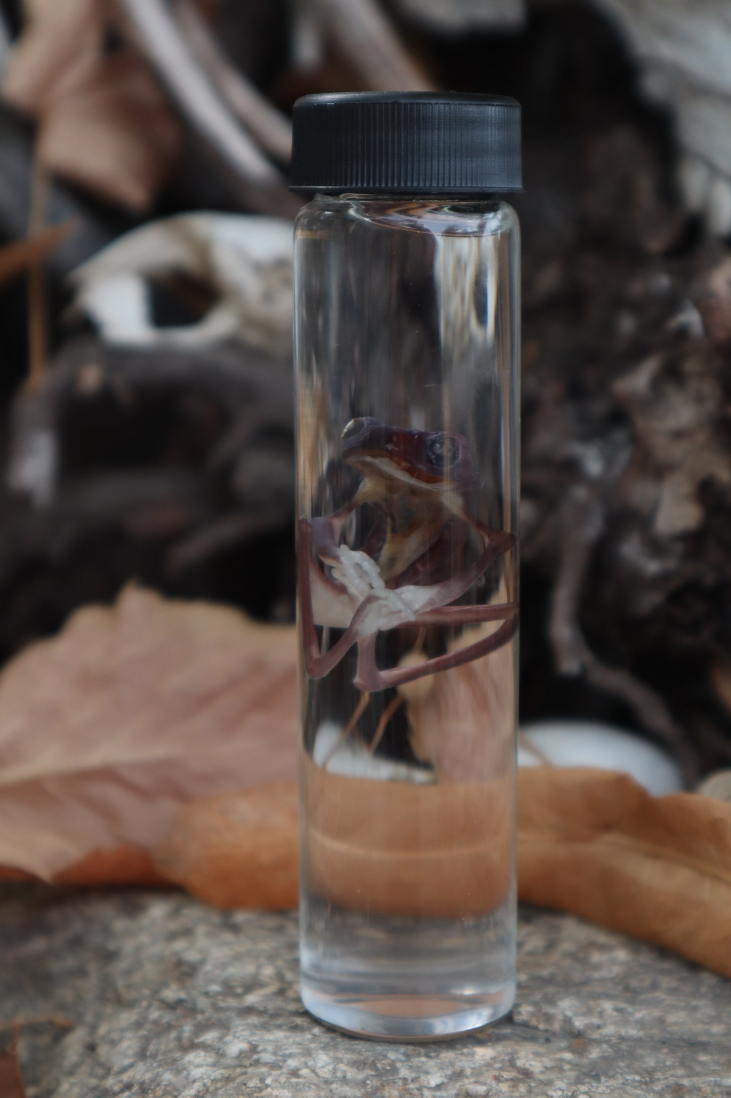 Tree Frog Wet Specimen