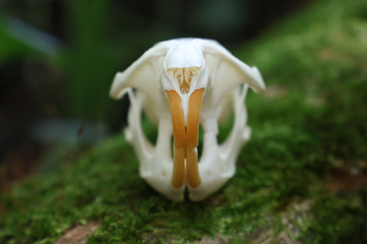 Muskrat Skull