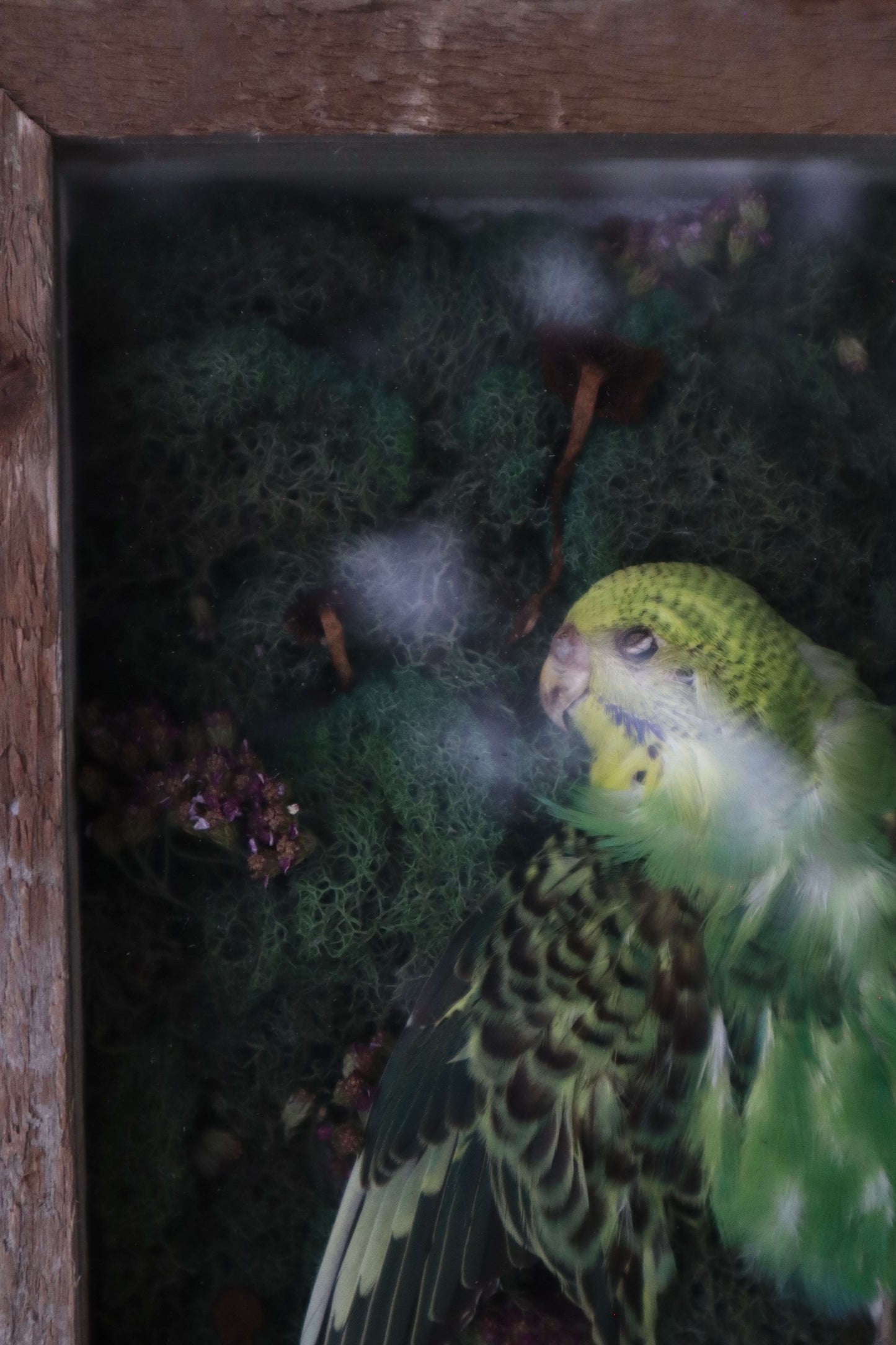 Reserved for Erin - Grove of the Ancients - Dry Preserved Parakeet