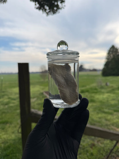 Reserved for Ama - Cottontail Rabbit Skull and Bobcat Tongue
