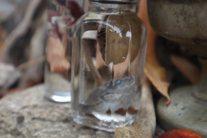 Gray Tree Frog and Fairy Ring Mushroom Wet Specimen