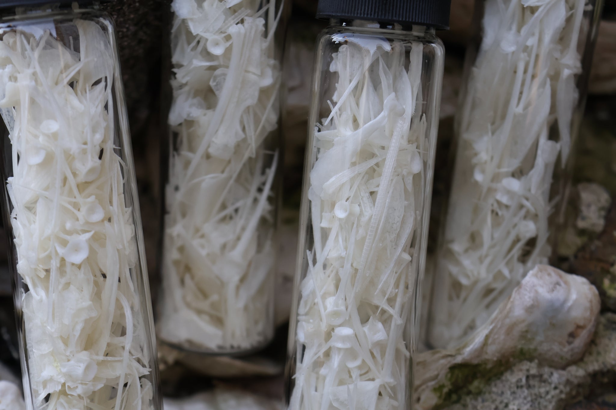 Bream Fish Bones Lot