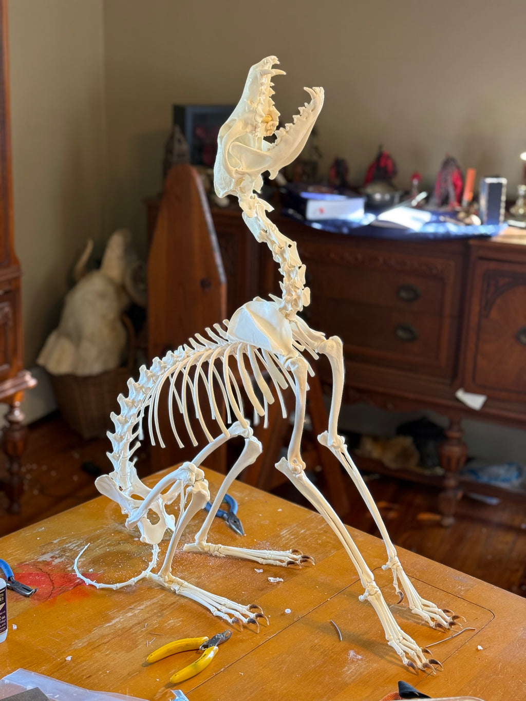 Reserved for Shayne - Coyote Skeleton Articulation 1/3