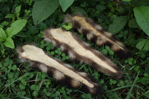 Raccoon Tail