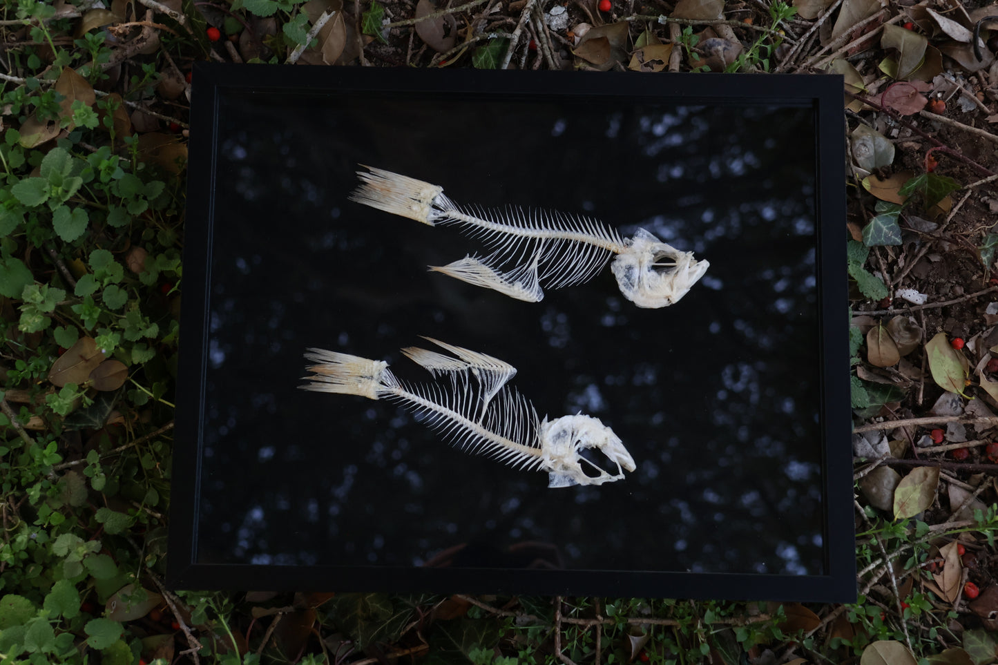 Bream Fish Articulations