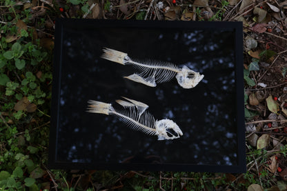 Bream Fish Articulations