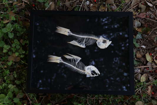 Bream Fish Articulations