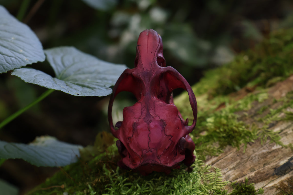 Naturally Stained Muskrat Skull