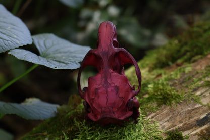 Naturally Stained Muskrat Skull