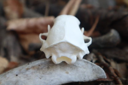 Reserved for Danielle - Striped Skunk Skull