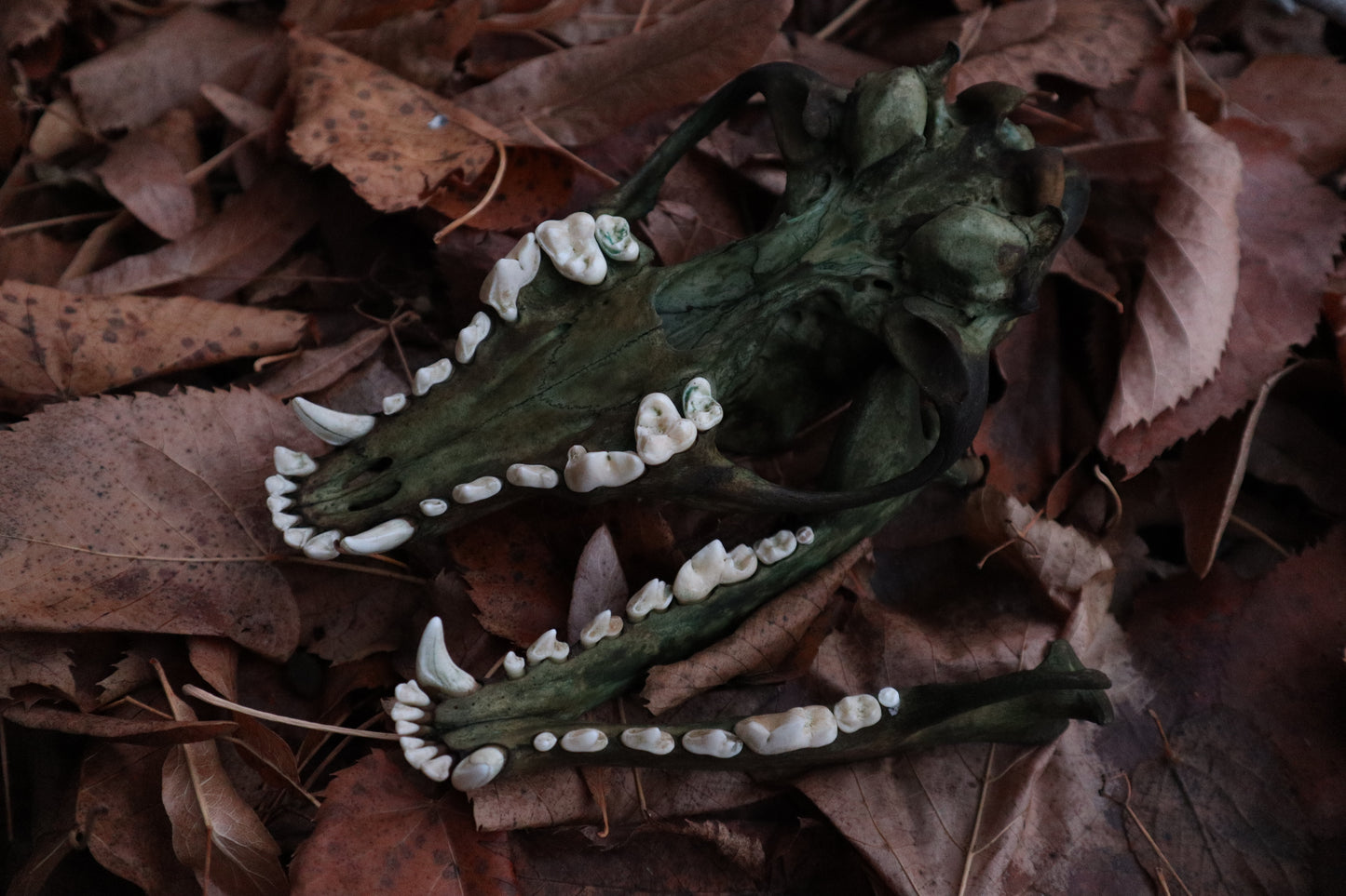 Reserved for Sev - Ancient Grove Coyote Skull