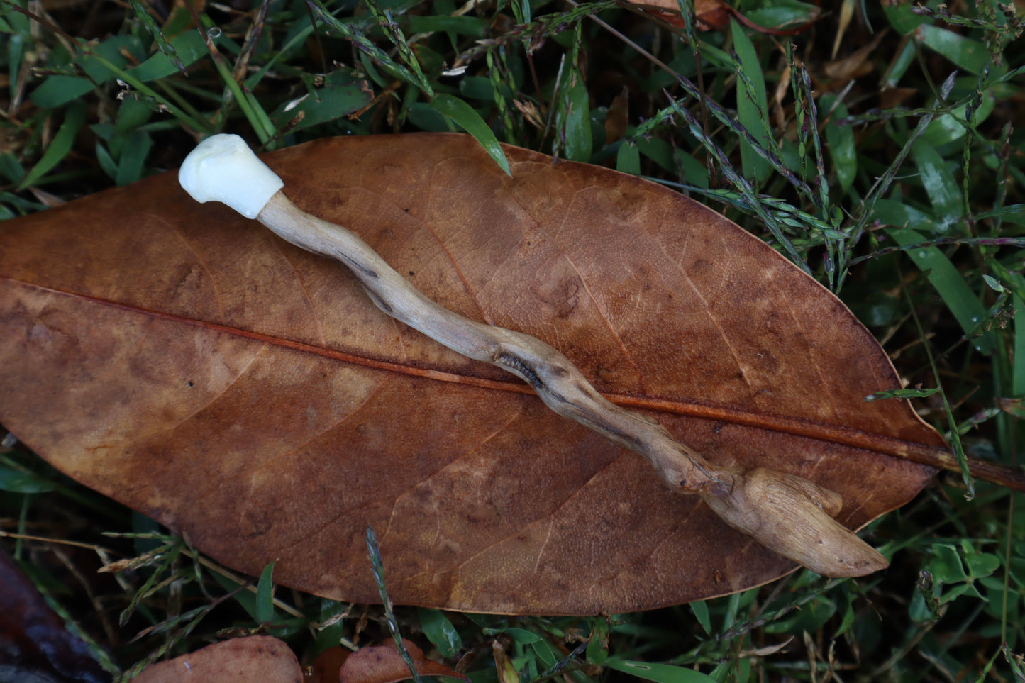 Black Walnut and Kitten Femur Offering Spoon