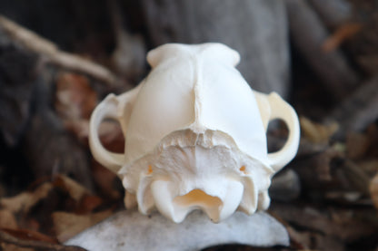 Reserved for Amberley - Coyote Skull