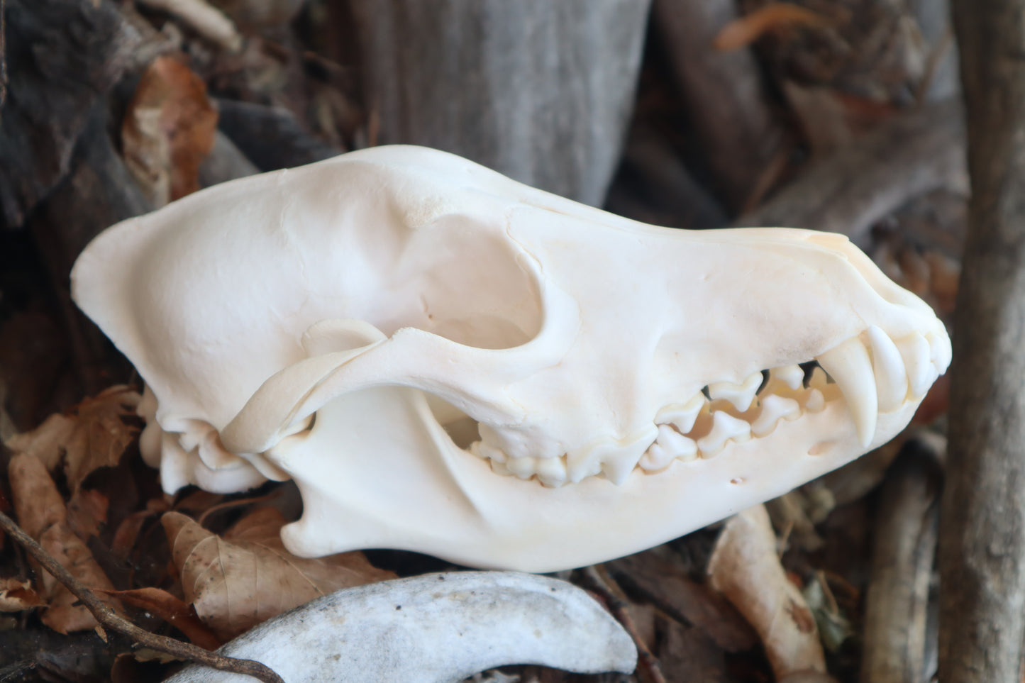 Reserved for Danielle - Coyote Skull
