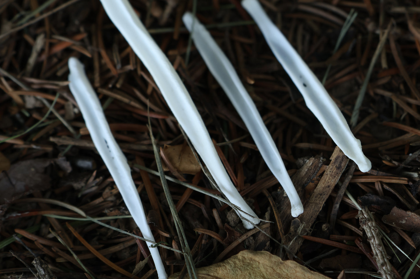 Reserved for Amber - Red Fox and Coyote Baculum