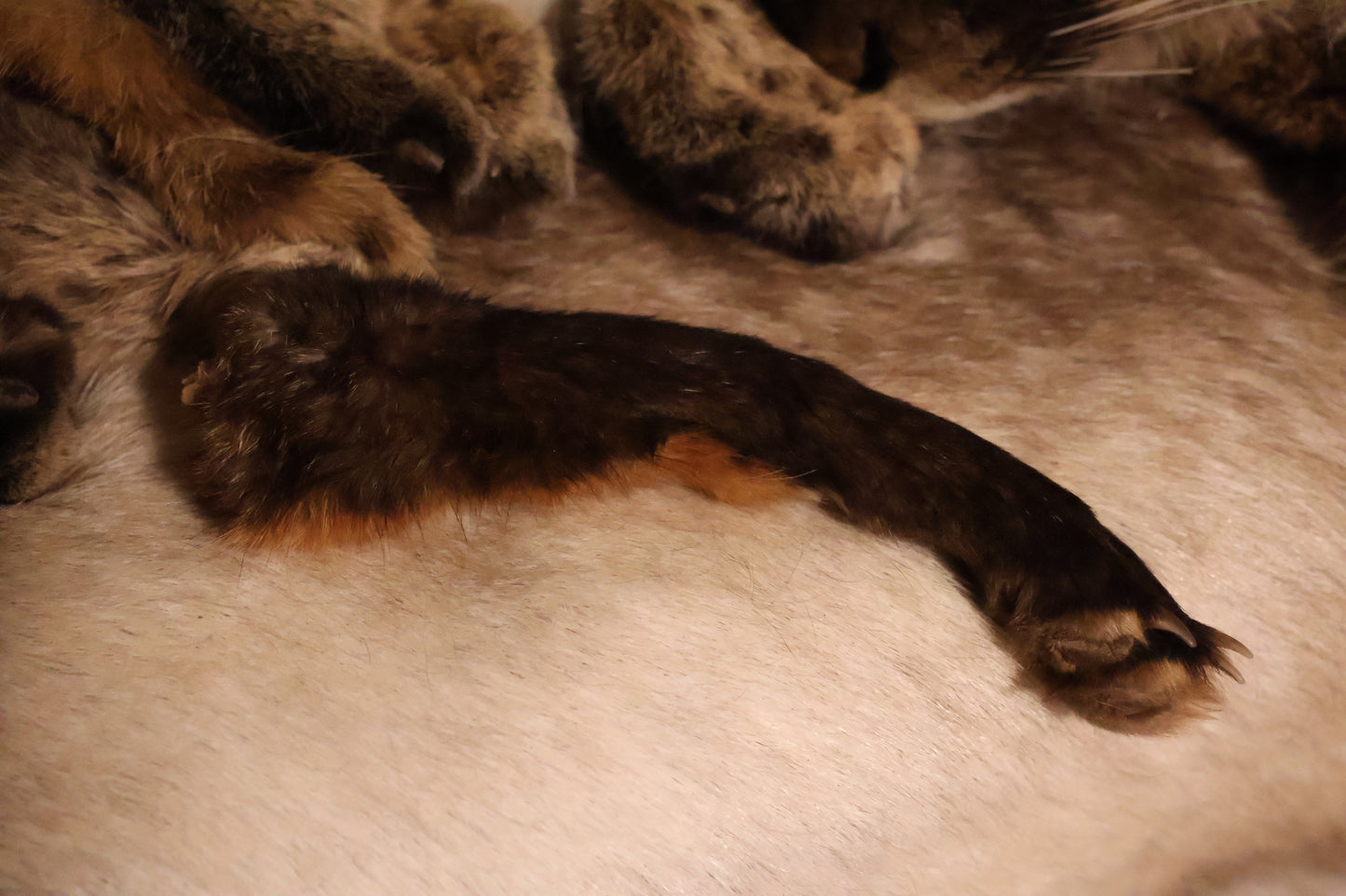 Dry Preserved Red Fox Arm