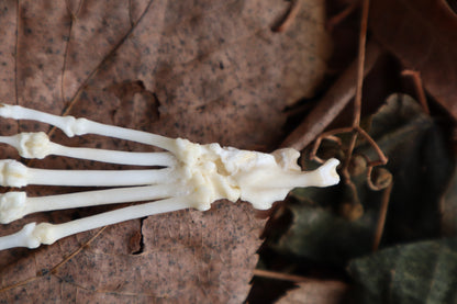 Pathological Pine Marten Paw Articulation