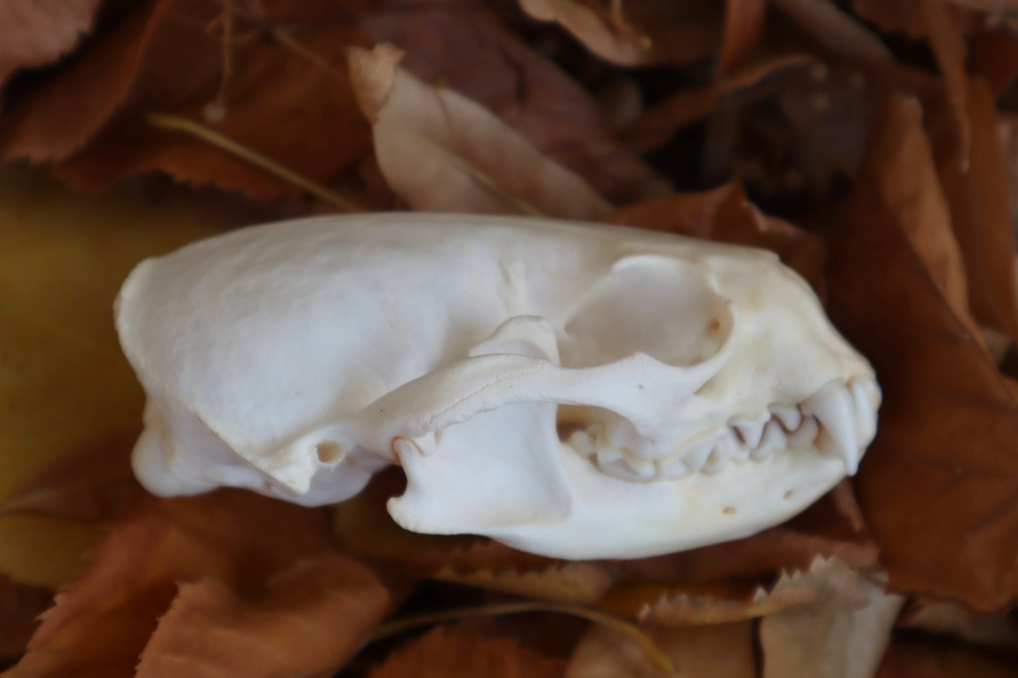 Damaged River Otter Skull